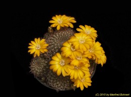 Sulcorebutia arenacea v. kamiensis HS191 2284